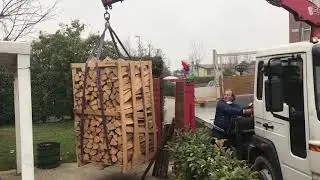 carpino