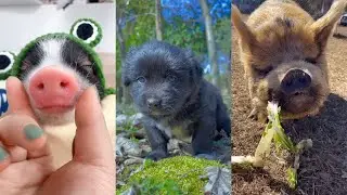 cute Dogs and Cats / Funny moments in life - pet lover 004 # LA
