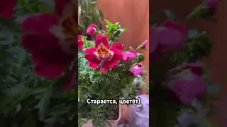 #растения
