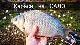 Ловля карася. Как наловить живца. Рыбалка в Беларуси 2020