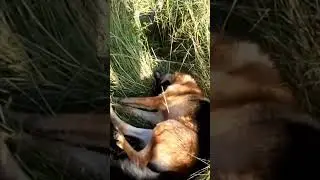А вы тоже берете собаку с собой ? 