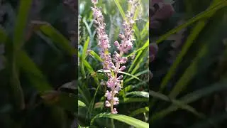 Summer blooms