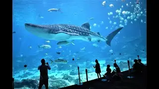 Relaxing Beautiful 4K Aquarium Video - Georgia Aquarium Atlanta 2020