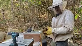 Fall Varroa Mite Cleanup Heading into Winter. Oxalic Acid Vaporozation & The Original #lorobbees
