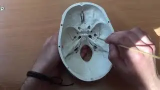 Внутреннее основание черепа.Топография