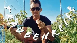 Piwi Rebsorten im Zuckervergleich | Oechsle Messung Anfang September