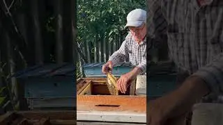 Отбор рамок для откачки мёда😋