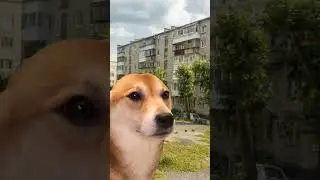 Поддержите 