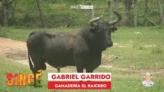 TOROS DE GABRIEL GARRIDO PARA SINCE 2024