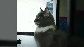 Фотки моей кошки. (Чит.О.)