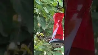 #hummingbird
