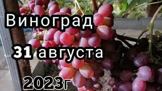Виноград на горизонтальной шпалере