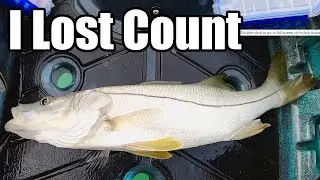 Irresistible Lures Catch Snook Like Crazy