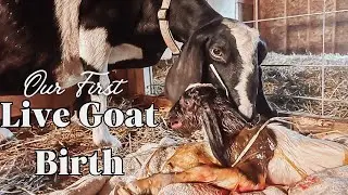 LIVE GOAT BIRTH | Mini Nubian Goat Babies | First Time, Trouble Breathing & After Care