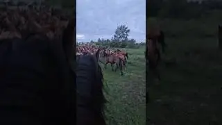 Загоняем табун #horse #лошади