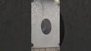 Industrious Little Blue Tit