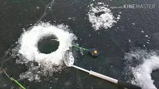 Пошёл ЖОР ротана по ПЕРВОМУ льду
