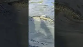MONSTER SALMON IN BLUFFERS PARK MARINA LAKE ONTARIO
