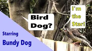 Bird Dog. 🪶Dogs and birds,🐕‍🦺🐦 can you trust yours with wild parrots?