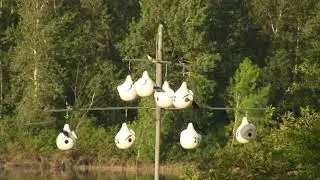 Purple Martin Nesting. Пурпурная ласточка, гнездование (2473sp)