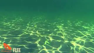 Wake Flee