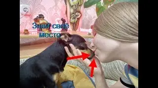 Иерархия в семье/КТО В ДОМЕ ХОЗЯИН?/ПОДЧИНЕНИЕ собаки/Той-терьер Тайсон.