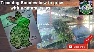 How  to minimized the consumption of commercial pellets ( Super Napier )