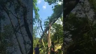 Work harder than you think you did yesterday #tree #chainsaw #wood #shortsfeed #stihl #shorts