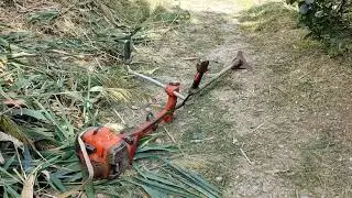 Заруба в камышах, на берегу лазурного Керченского пролива.
