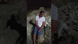 Кошки Турции