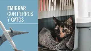 Hablando sobre emigrar con perros y gatos con Laurita Otero y Juliana Bereny.