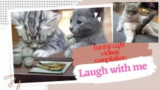 cats and kittens | funny cats videos compilation (5)
