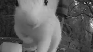 Pep talk from a squirrel #squirrelsoftiktok #whitesquirrel #fyp #motovational