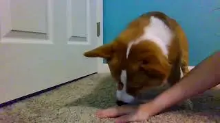 Crumpets knows when to ATTACK my HAND!!!