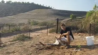 Planting Your Moringa Tree