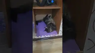 Я стена, я кирпич 🤣 #мем #nik #hop #юмор #угар #куплинов #куплиновплэй #сон #кошка #животные