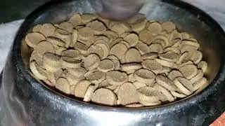 Dog eating dog food