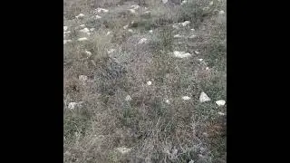 натаска английского сеттера