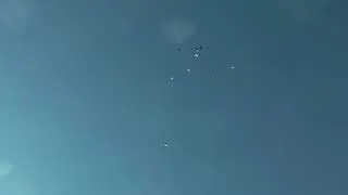 Голуби 17.09.18г.