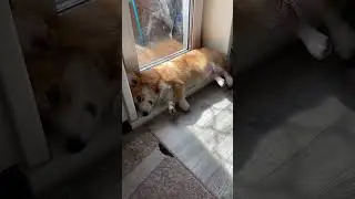 Отлично подошло по размеру 😀 #корги #corgi #corgilove #вельшкорги #коргипемброк #вельшкоргипемброк