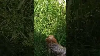 Largados e Pelados b 