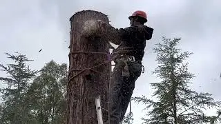 Are REDWOODS SAFE?