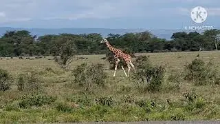 세상에서 가장 우아하고 아름답고 귀족적인 동물.경이롭다.Most Alĺegance,beautiful Animal.giraff in  Africa 사랑에 빠지다