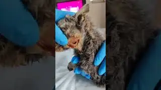 История кошки Мурки. Кошки Задонского монаастыря.