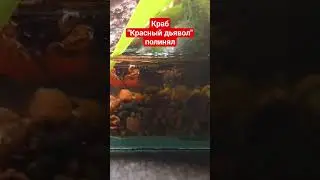 Самец Geosesarma hagen "red devil" полинял.