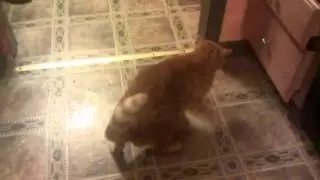 Garfield got tape stuck on his feet, shake loose