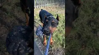 #doberman #shortvideo #puppy #stockholm #sweden #funny #funnyvideo
