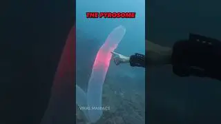 These Are The Most Alien-like Creatures On Earth! 