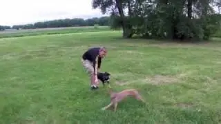 Trying to catch an Italian Greyhound at the Dog Park