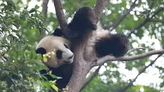 【Panda Stories】Giant Panda, The Mascot Of The Sports World | iPanda